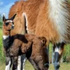 Lama- und Alpaka-Erlebnis Mittenwalde (1-2 Std.)