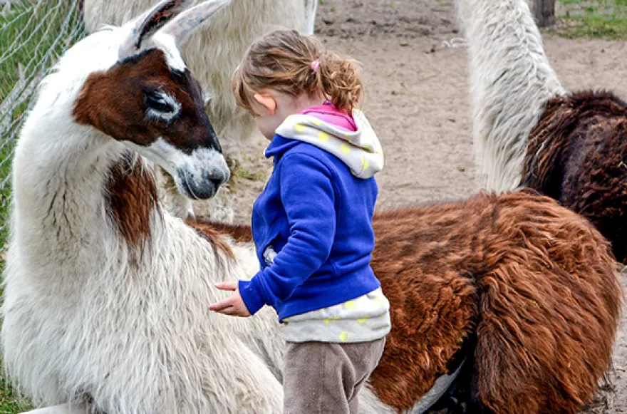 Lama- und Alpaka-Erlebnis Mittenwalde (1-2 Std.)