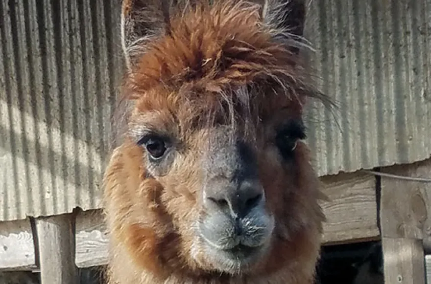 Lama- und Alpaka-Erlebnis Mittenwalde (1-2 Std.)