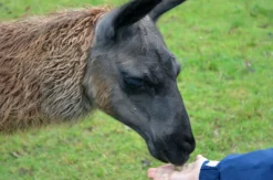 Lama- und Alpaka-Erlebnis Mittenwalde (1-2 Std.)
