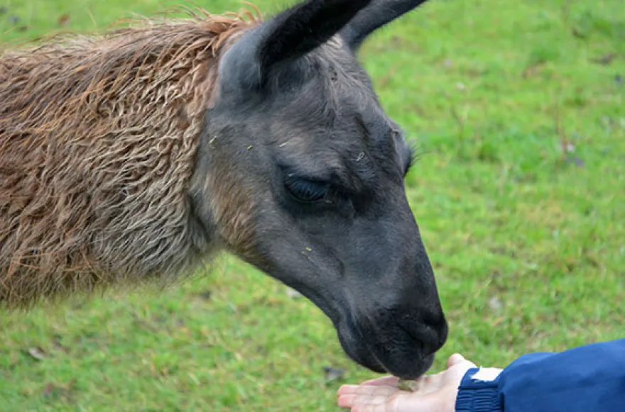 Lama- und Alpaka-Erlebnis Mittenwalde (1-2 Std.)