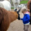 Lama und Alpaka Tour Mittenwalde für 2