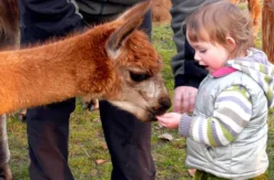 Lama und Alpaka Tour Mittenwalde für 2