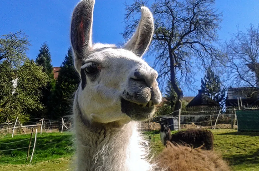 Lama Wanderung Darmstadt (1,5 Std.)