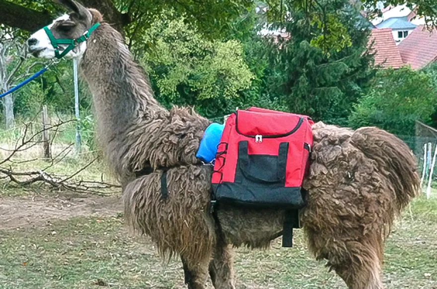 Lama Wanderung Darmstadt (1,5 Std.)