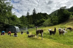 Lama Wanderung mit Yoga & Brunch