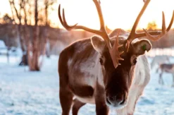 Lappland mit Schlittenfahrt für 2