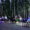 Laternenwanderung mit Alpakas für 2 Neckargerach