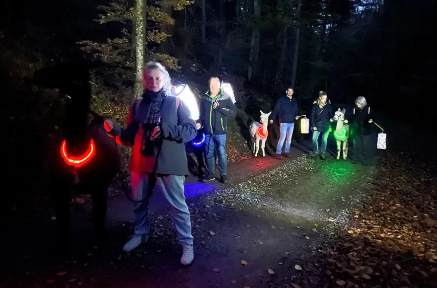 Laternenwanderung mit Alpakas für 2 Neckargerach