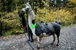 Laternenwanderung mit Alpakas Neckargerach