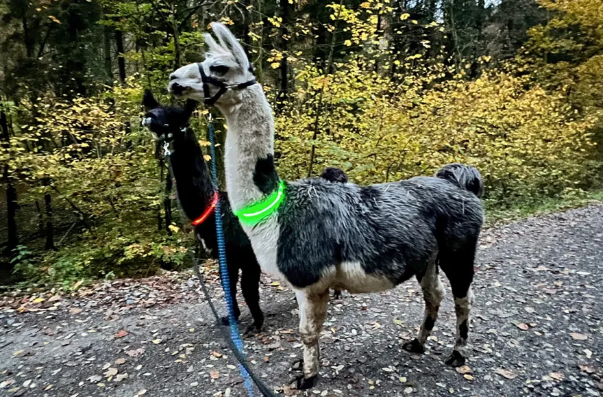 Laternenwanderung mit Alpakas Neckargerach