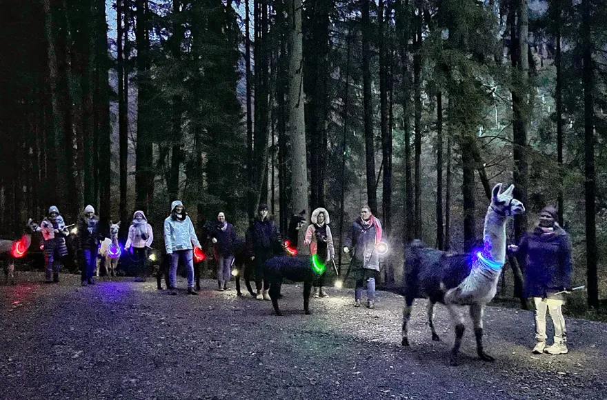 Laternenwanderung mit Alpakas Neckargerach