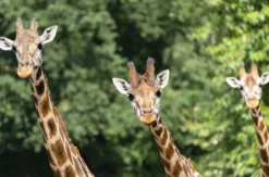 Lichterfestival mit Übernachten im Serengeti-Park für 2 (1 Nacht)