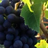 Live Online Weinprobe