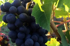 Live Online Weinprobe