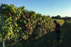 Live Online Weinprobe
