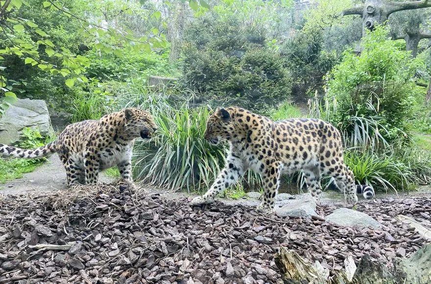 Lunch & Zoo Leipzig für 2