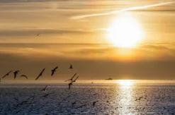 Mondscheinsegeln Rostock-Warnemünde zur Hanse Sail