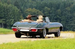 Oldtimer fahren München für 2 (Jaguar E-Type Serie II 4.2)