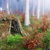 Outdoor Survival Camp Rostock