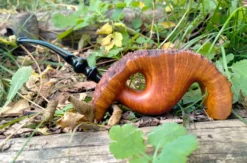 Pfeifen bauen Wintzenbach