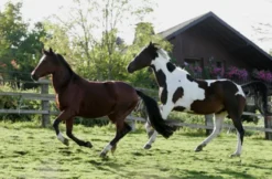 Pferdeherzen gewinnen