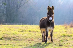 Planwagenfahrt & Eselbegegnung Fichtenau