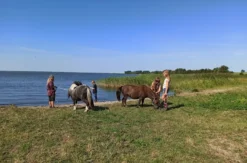Pony Spaziergang
