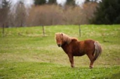 Pony Wanderung Taufkirchen