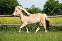 Pony Wanderung Taufkirchen