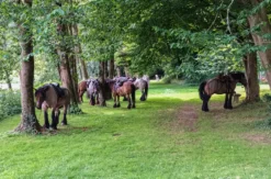 Reiten Windeck