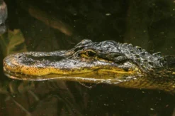 Reptilien-Fütterung in Landau