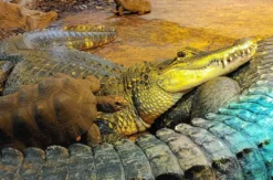 Reptilien-Fütterung in Landau