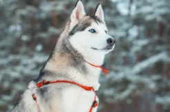 Romantischer Nordlichter-Kurzurlaub in Lappland für 2