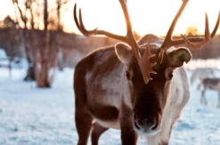 Romantischer Nordlichter-Kurzurlaub in Lappland für 2