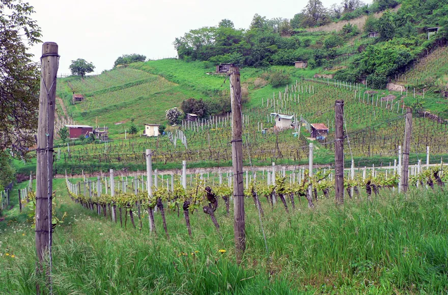 Rotweinwanderung Schriesheim