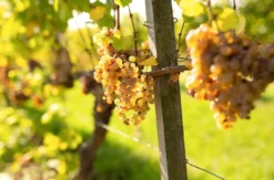 Schlenderweinprobe Eltville