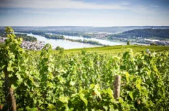 Schlenderweinprobe Eltville