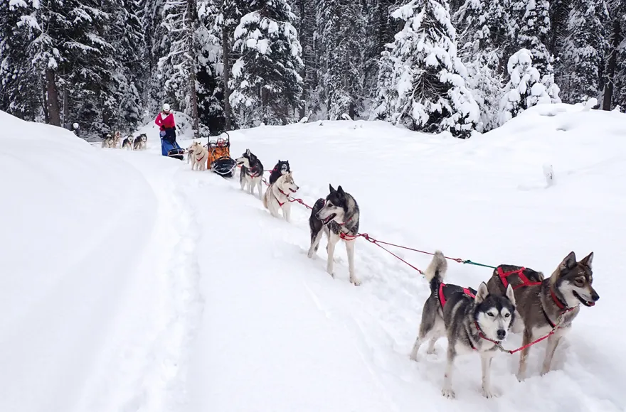 Schlittenhunde Abenteuer Ermenswil St. Gallen für 2