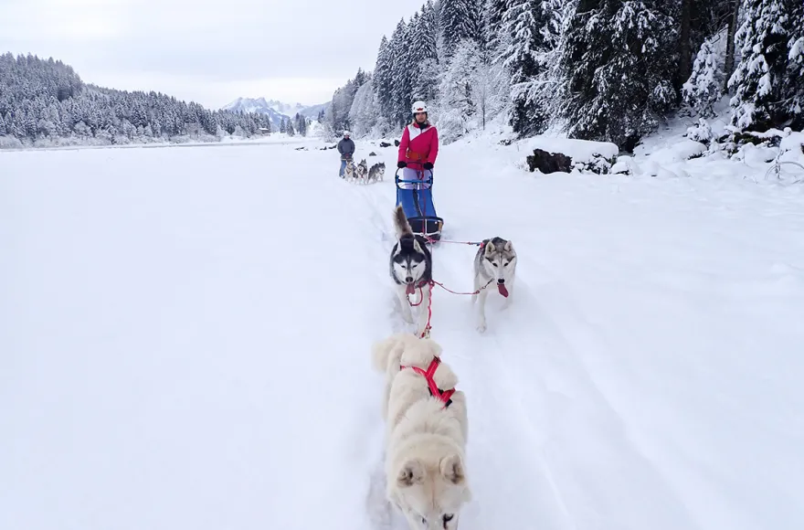 Schlittenhunde Abenteuer Ermenswil St. Gallen für 2