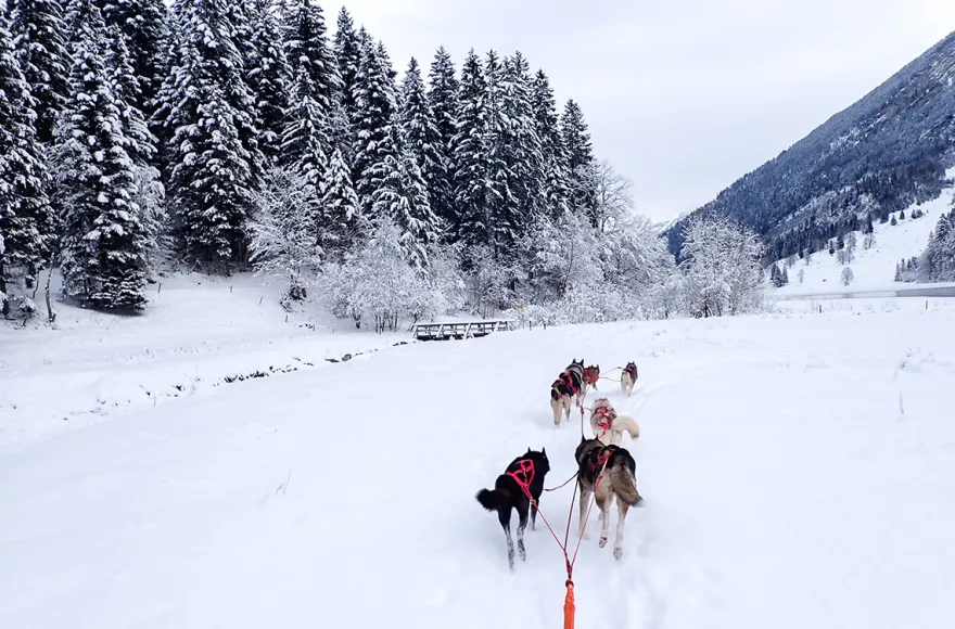 Schlittenhunde Abenteuer Ermenswil St. Gallen für 2