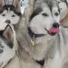 Schlittenhundefahrt Bad Herrenalb für 2