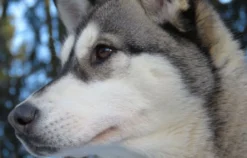 Schlittenhundefahrt Bad Herrenalb für 2