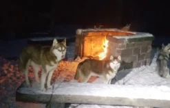 Schlittenhundefahrt Bad Herrenalb für 2