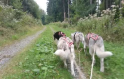 Schlittenhundefahrt Bad Herrenalb für 2