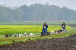 Schlittenhundefahrt Schwabmünchen