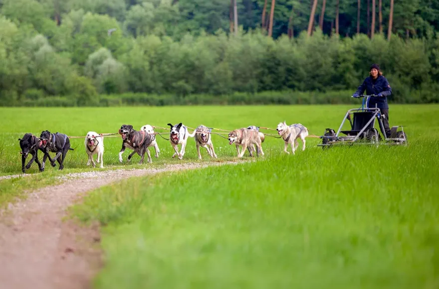 Schlittenhundefahrt Schwabmünchen