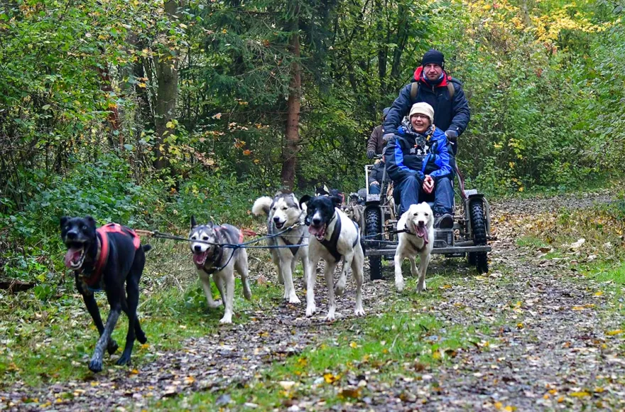 Schlittenhundefahrt Schwabmünchen