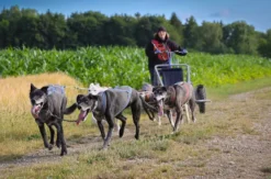 Schlittenhundefahrt Schwabmünchen