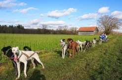 Schlittenhundefahrt Schwabmünchen
